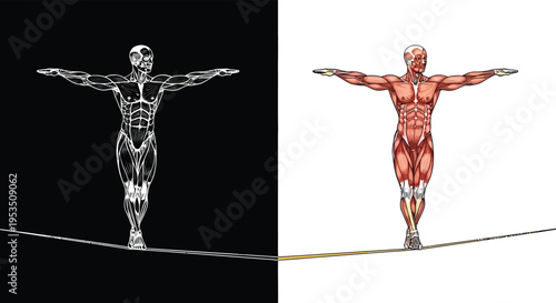 Conceptual 3D illustration of human anatomy and muscular system balancing on a tightrope, representing balance and stability.
