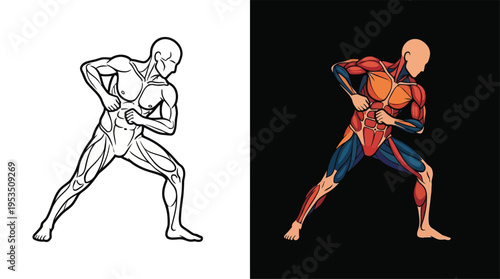 Detailed anatomical illustration of human muscular system in a dynamic, powerful pose, presented in both outline and colored versions.