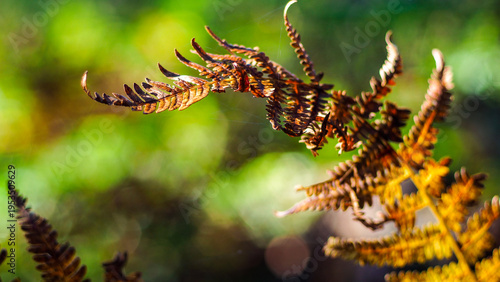 Flore de la forêt des Landes de Gascogne, en automne