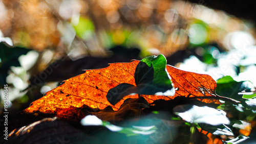 Flore de la forêt des Landes de Gascogne, en automne