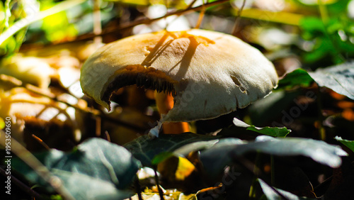 Flore de la forêt des Landes de Gascogne, en automne