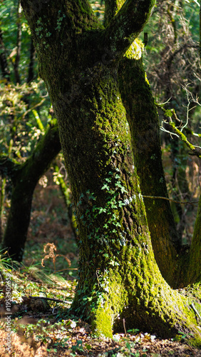 Flore de la forêt des Landes de Gascogne, en automne