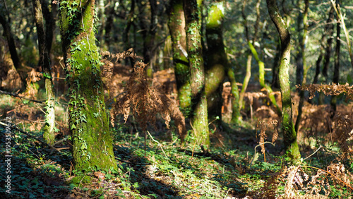 Flore de la forêt des Landes de Gascogne, en automne