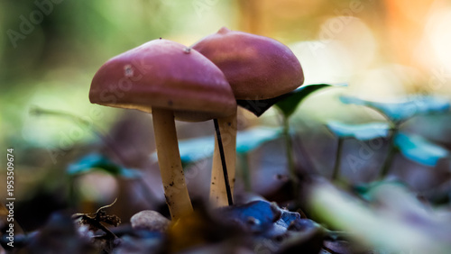 Flore de la forêt des Landes de Gascogne, en automne