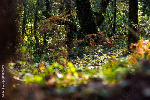 Flore de la forêt des Landes de Gascogne, en automne