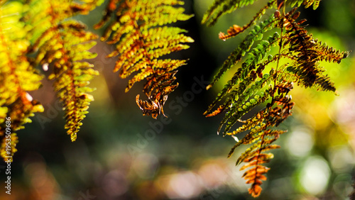 Flore de la forêt des Landes de Gascogne, en automne