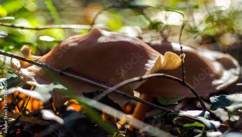 Flore de la forêt des Landes de Gascogne, en automne