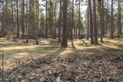 Tablou pe pânză Sunlit pine forest landscape with long tree shadows and dry leaf covered ground,