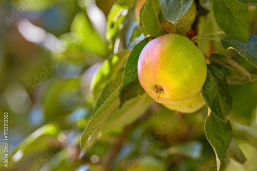 Tableau sur toile Farming, tree and apple growth in nature for food production, sustainability and cultivation