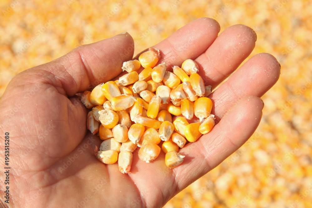 Naklejka premium Fresh Corn Kernels in Hands During Harvest Season with Golden Field Background