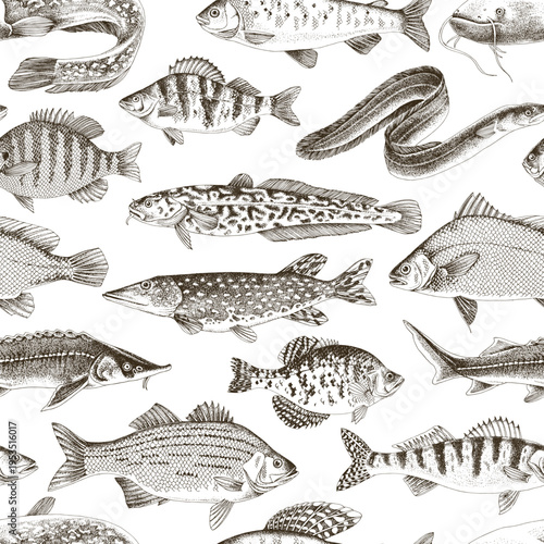 Freshwater fishes vector seamless pattern