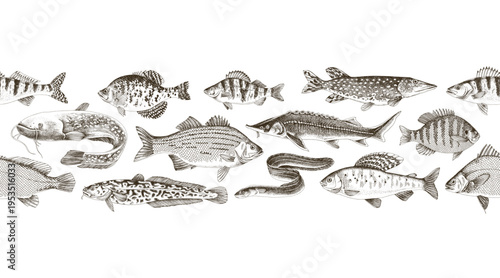 Freshwater fishes vector seamless border