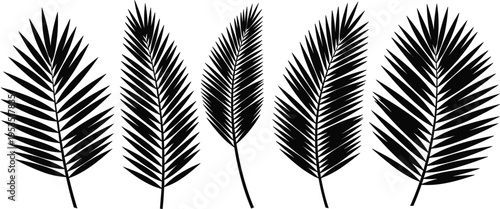 Tropical palm leaves silhouette collection, botanical vector illustration, exotic jungle foliage set, black leaf shapes isolated on white background for summer design, decor, and branding