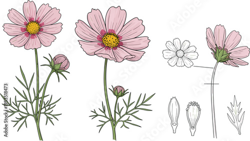 Detailed Cosmos Flower Illustration Set with Botanical Features, Petals, and Stems for Educational, Nature, and Floral Designs