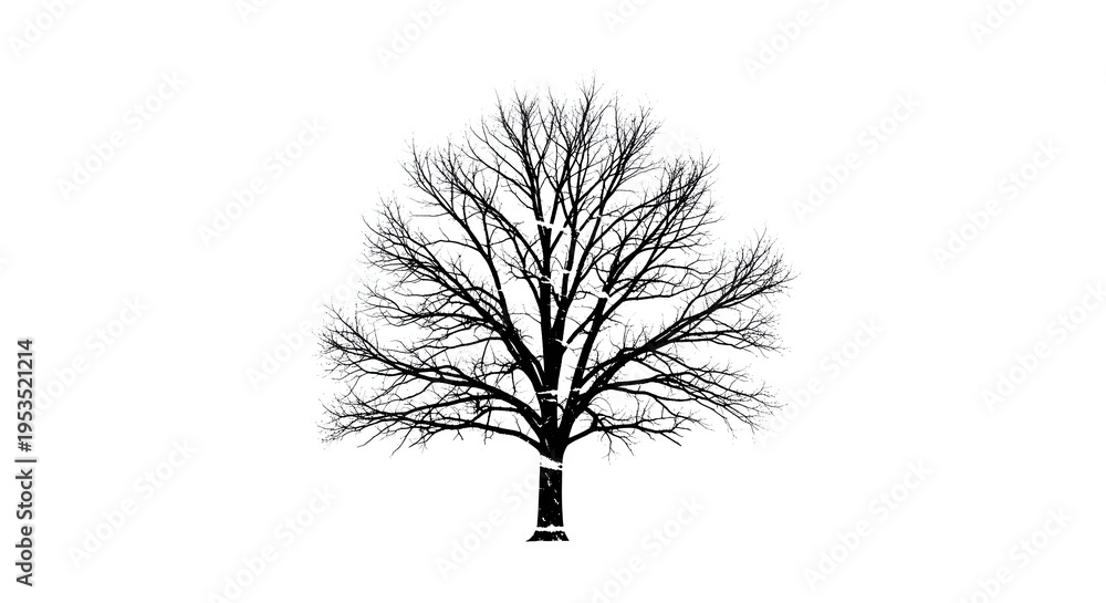Fototapeta premium Bare Tree Silhouette Black and White