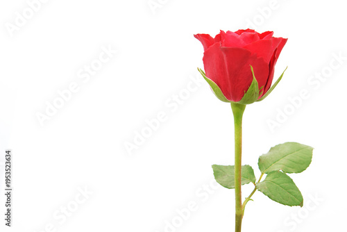 Red rose with green leaves and stem closed up isolated on white