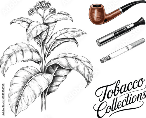 Vintage detailed tobacco plant illustration with smoking pipe vape pen and cigarette set design collection