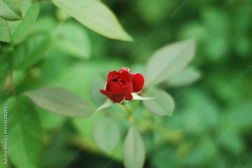 Fototapeta premium A single red rose bud surrounded by green leaves in a natural setting
