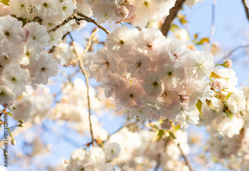 Fotografie White cherry blossoms bloom in spring