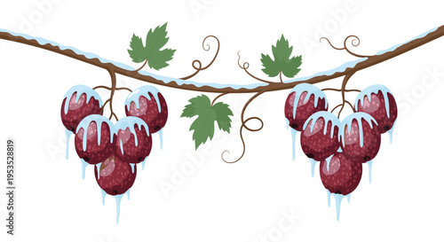 Two bunches of red grapes covered in snow and ice hang from a bare branch with green leaves.