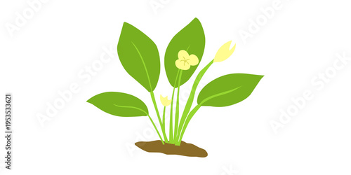 Fotografie Minimal green plant illustration with leaves and flowers on transparent background