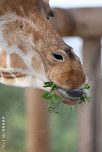 feeding the giraffe. Giraffe eating leaves. High quality 4k footage
