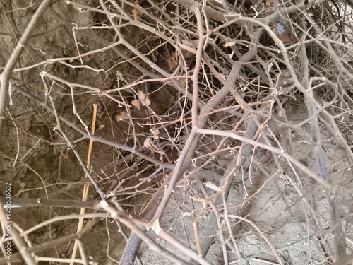 dead tree branches