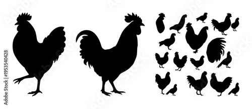 Rooster set with bold silhouette outline on minimalist background featuring poultry, bird, silhouette with black line and white background