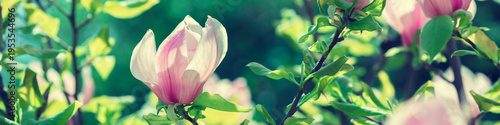 Blossoming magnolia flowers. Springtime.