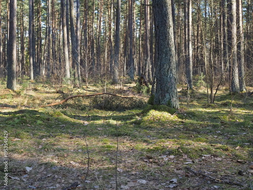 Obraz na płótnie Las przed wiosną