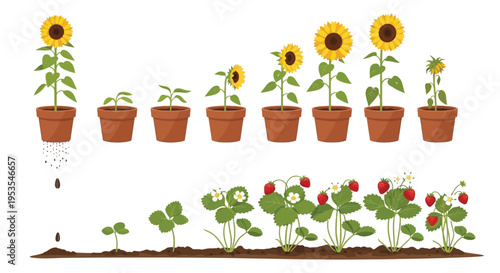 Illustrative sequence showing the complete growth cycle of sunflowers and strawberries from seed to maturity