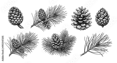 Pine cone and conifer branch set hand drawn vintage engraving