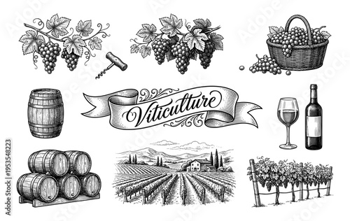 Wine vineyard grapes barrel bottle glass corkscrew basket hand drawn vintage