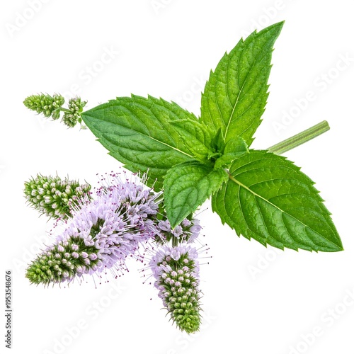 Close-up of green leaves with small purple flowers against a white background, highlighting delicate details