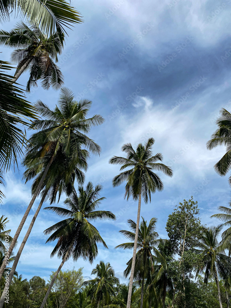 Fototapeta premium palm trees and blue sky