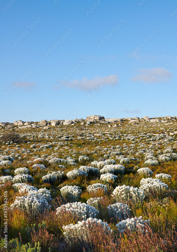 Fototapeta premium Blue sky, environment and flowers in nature, empty and ecology with space, view and countryside. Outdoor, flora or growth for sustainability, natural beauty or blossom for ecosystem or springtime