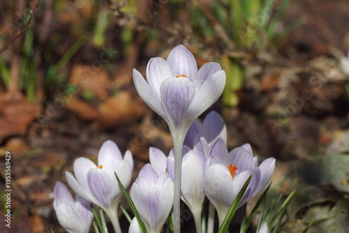 Closeup white purple flowering crocuses. Blurred Dutch garden. Family Iridaceae. February, Netherlands