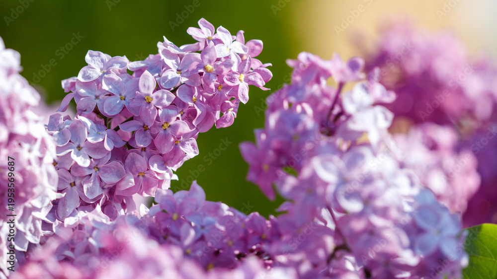 Obraz premium Close-up of lilac flowers in nature