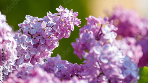 Close-up of lilac flowers in nature