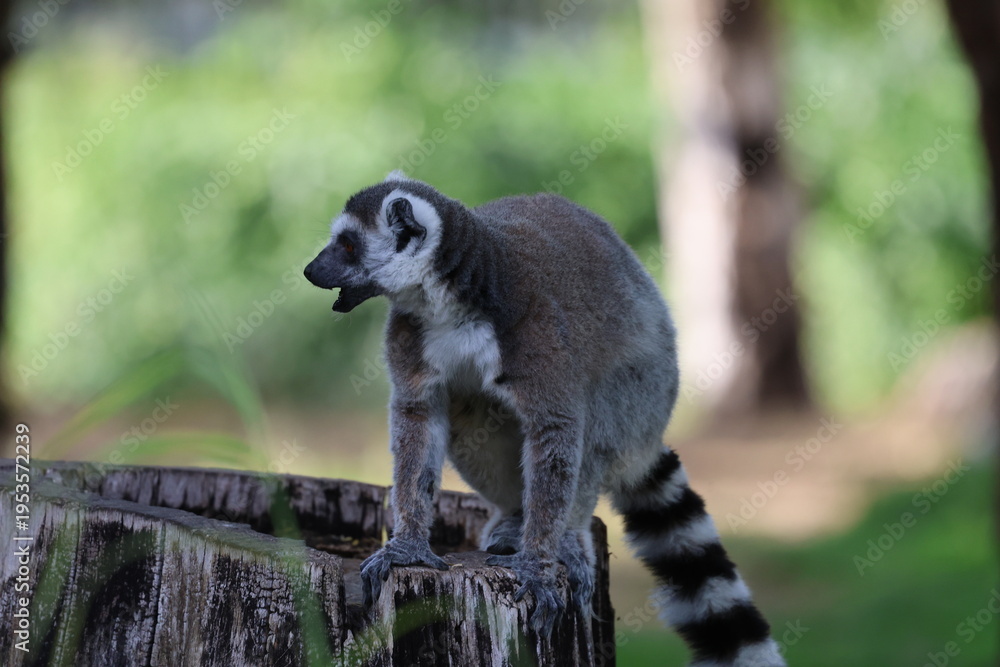 Fototapeta premium Lemurs climbing branches. a funny lemur in an enclosure. High quality photo
