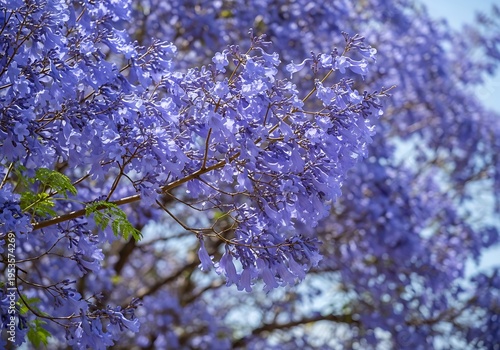 Purple Rain Bloom: A Floral Canopy