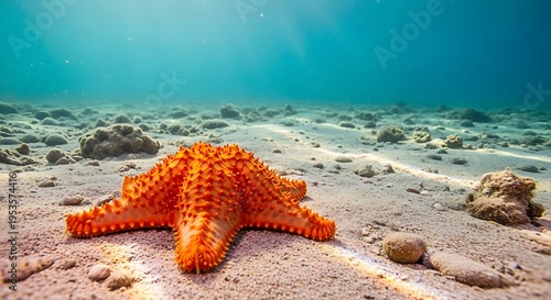 Azure Depths: A Vibrant Starfish on Sandy Seabed