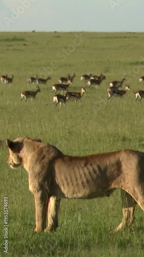 Lioness Watching Gazelle Herd on African Savanna