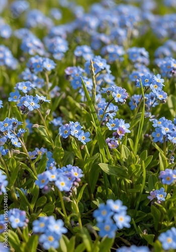 Field of Tiny Blues: Sunlight on Spring Blossoms