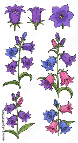 Botanical Bells: Hand-Drawn Floral Study in Purple and Pink