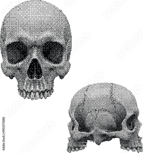Detailed vintage stippled human skull illustration set with anatomical views isolated on white background for creative design