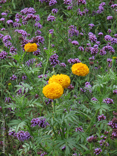 Bild auf Leinwand Yellow Marigolds and Purple Verbena Blooming in Garden Field