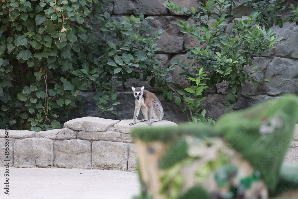 Fototapeta premium Lemurs climbing branches. a funny lemur in an enclosure. High quality photo