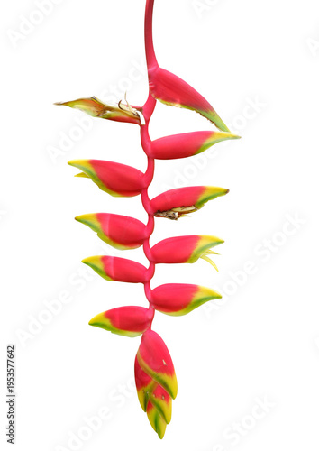 Heliconia Rostrata flower isolated on white background included clipping path.