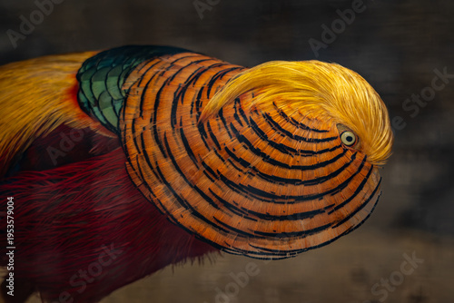 Φωτογραφία A male golden pheasant courting a female – portrait.
